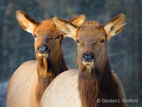Two Elk_52491.jpg - Photographed near Kanata, Ontario, Canada.